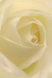 Stepping into the gentle light of an East Finchley florist studio, you are invited to experience the delicate heart of a cream-white rose, as if sheltered by the petals themselves. The flower's spiraled form feels alive, each petal feathering outward with a softness reminiscent of morning dew glistening in Cherry Tree Wood. Creamy tones blend seamlessly with hints of the faintest ivory, and shadows play gracefully between layers, adding luminous depth and a sense of poetic tranquility. The ambiance mirrors the quiet peace found during a stroll past East Finchley's leafy avenues-calm, intimate, and full of quiet meaning. This rose, skillfully chosen by local hands, becomes the emblem of heartfelt gestures: a message of sympathy, a note of admiration, or a wish for new beginnings. The scent, gently imagined, is fresh and tender, while the craftsmanship is evident in every curve and swirl. What emerges is not just a flower, but the embodiment of thoughtful artistry-a bloom meant to mark life's most sincere moments, ready to bring its comforting presence to homes across East Finchley through same-day delivery.